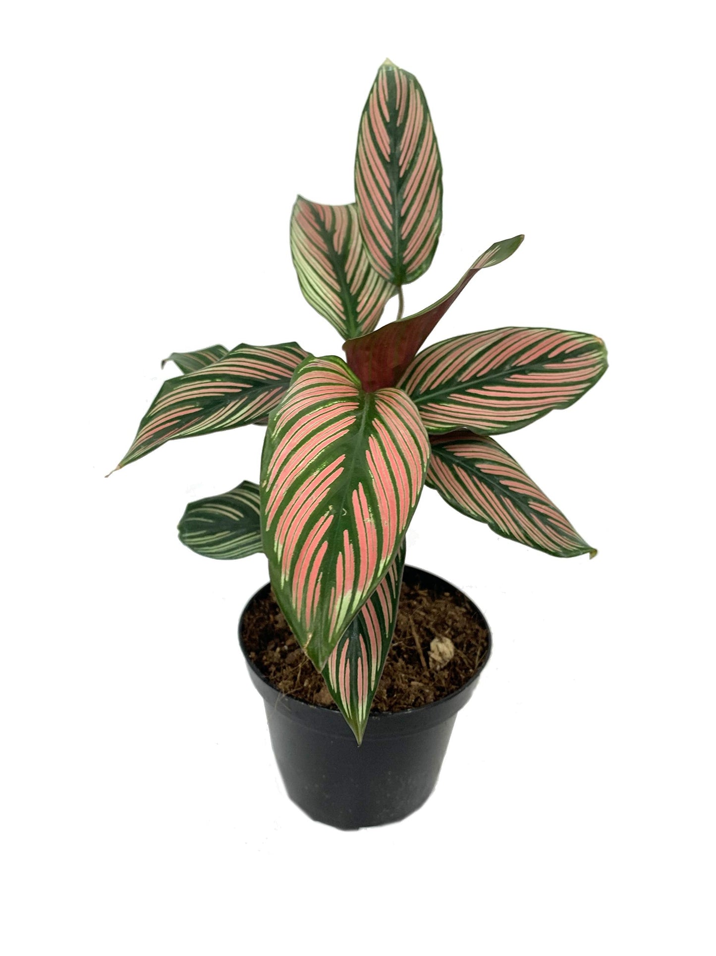 5 Pack Indoor Houseplant Collection - 5 Live Plants in 4 Inch Pots - Grower's Choice Based on Health, Beauty and Availability - Florist Quality Easy to Grow Air Purifying Indoor Plants