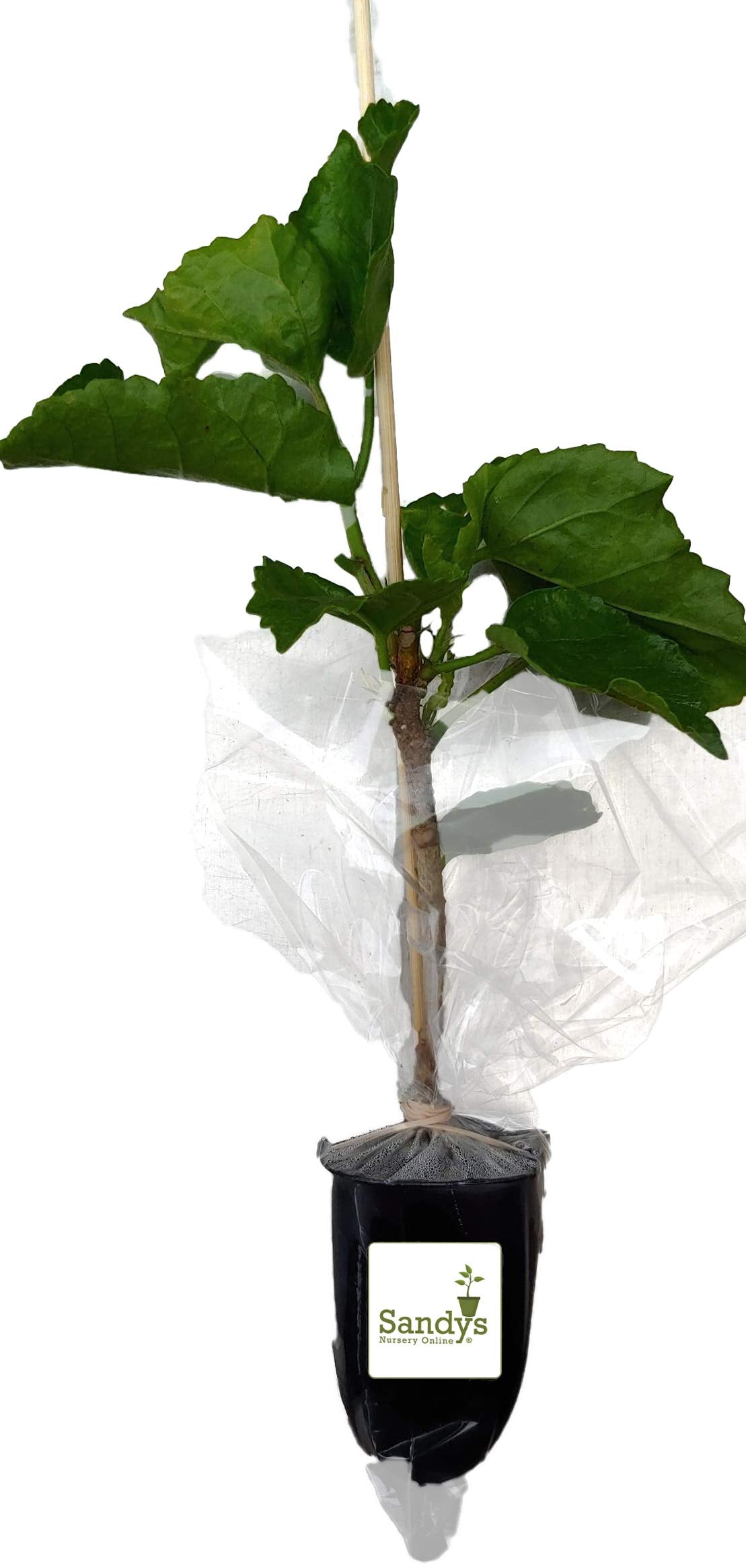 Hibiscus Cajun Color Live Plant – Tropical Flowering Shrub – BlackBerry Jam Starter Plant Hibiscus Hybrid for Garden or Patio – Exotic Flowers, Hibiscus Starter Plant