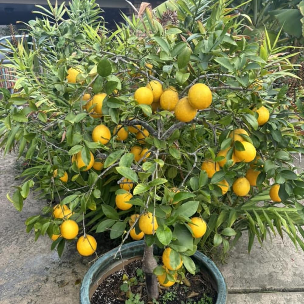 4 Months Old Meyer Lemon Tree Live Plant Seedling Potted, Starter Plant 2 to 3 Inch Tall, Tropical Fruit Outdoor Plant Zones 5-9, Yellow Lemon Lime, Very Hardy, Fragrant Citrus