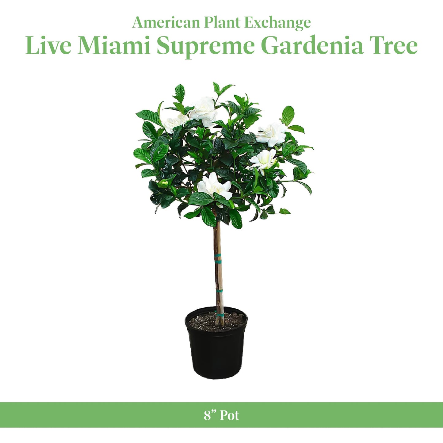 American Plant Exchange Gardenia Tree – Live Evergreen in Large 8-Inch Pot, Fragrant White Blooms, Easy-Care Indoor & Outdoor Flowering Tree for Home, Patio & Garden Décor