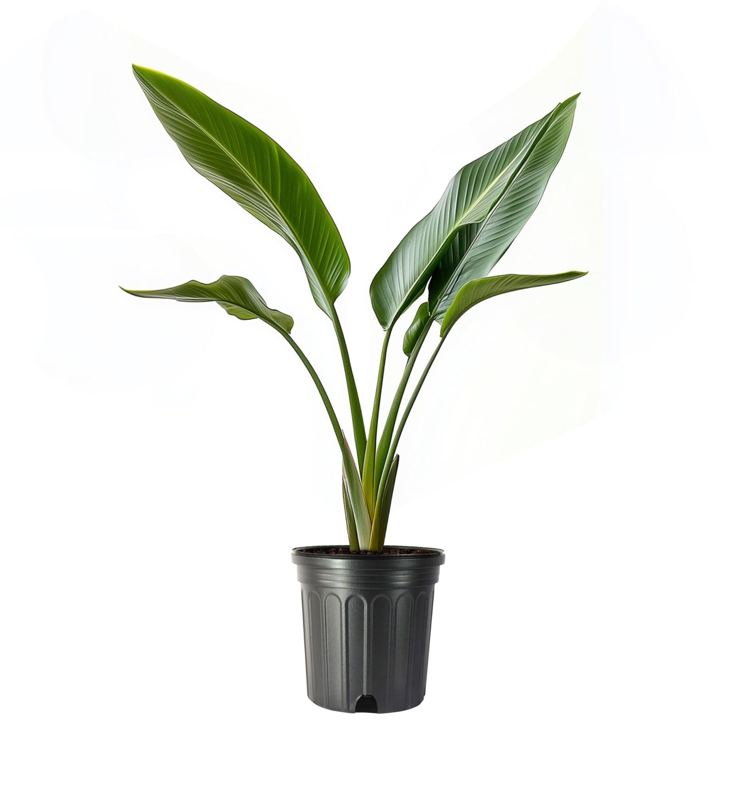 Bird of Paradise - Orange | Large Trade Gallon Size Plant | Strelitzia Reginae | Tropical House Decor, Indoor Foliage, Exotic Houseplant, Easy Care, Fast Growing, Flowering Accent, Unique Leaves