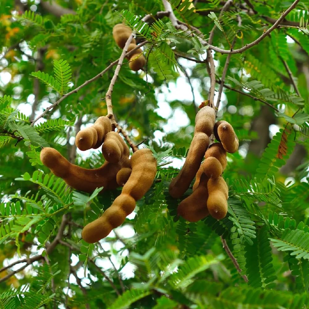 Sour Tamarind Tree Live Plant, Tamarind Plant, 2 Feet Tall, Tropical Edible Fruit Plant for Container and Garden, 3 Gallon Pot, No Ship to CA
