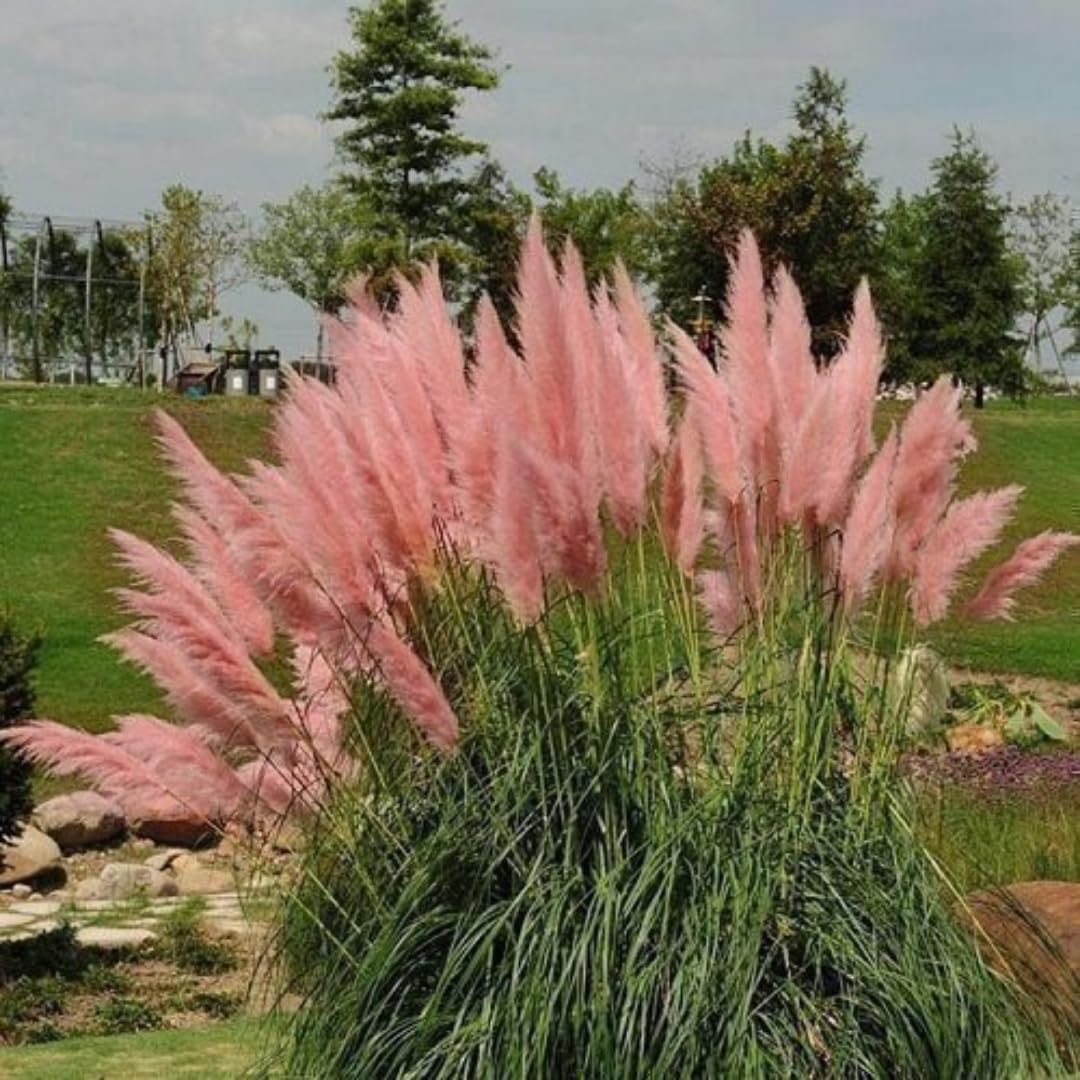 2 Plants of Pampas Grass Plant, Assorted Pampas Grass Plants Live from 5 Inches in Height Ornamental Grass Plant Live
