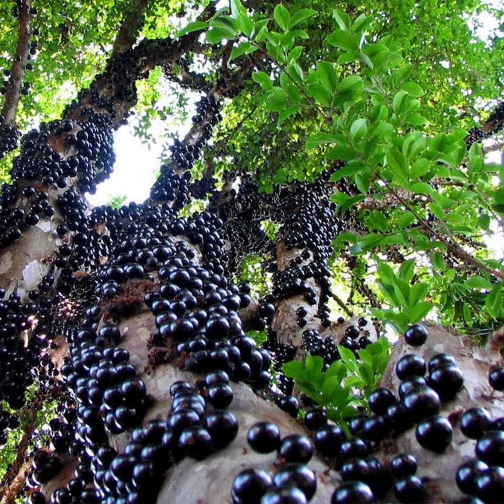 Jaboticaba Fruit Tree Live Plant, Large Size 1 Feet Tall, Jabuticaba Plant Live Great for Home Garden
