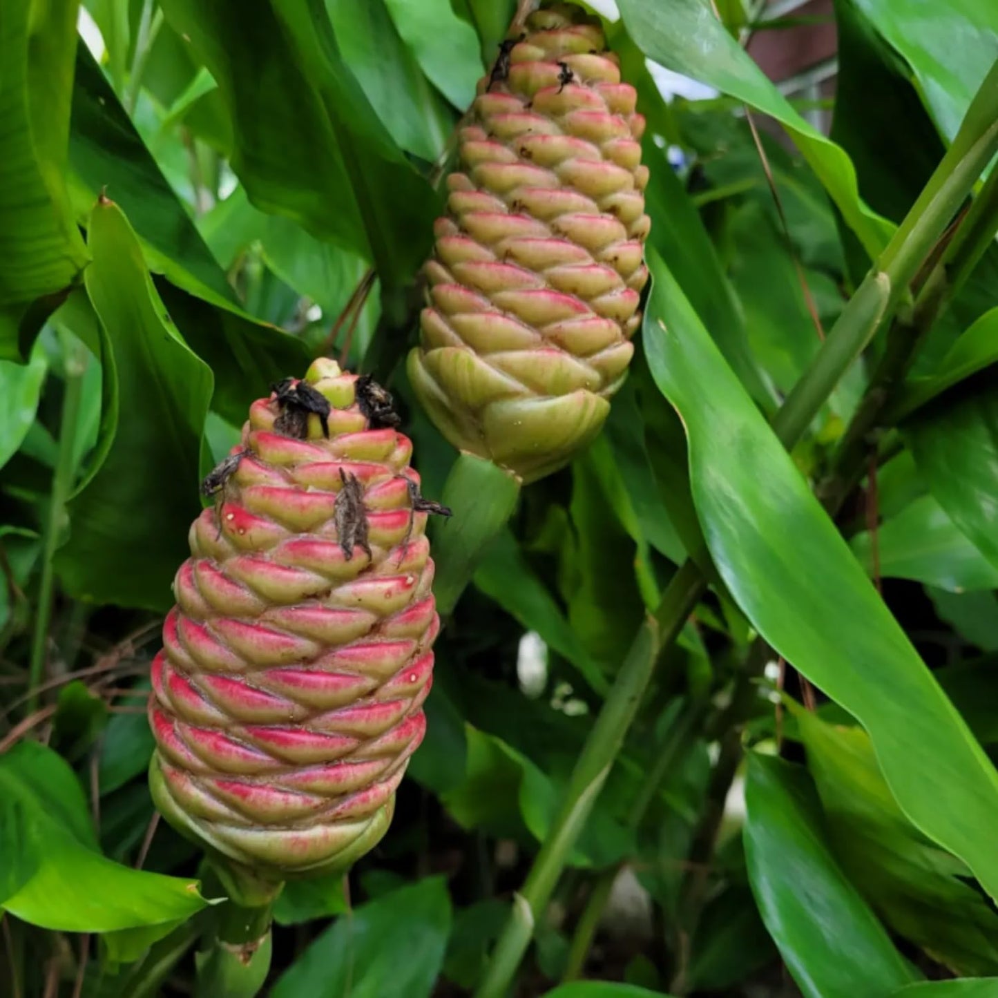 Shampoo Ginger Plant, Cold Hardy Red Ginger, 3-5 Inches Tall, Zingiber Zerumbet Live Outdoor Landscape