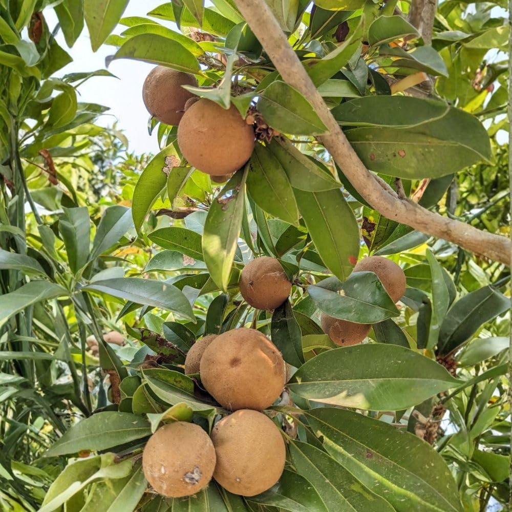 Live Sapodilla Plant 2-3 Feet in 3 Gallon Pot, Sapote Plant Live, Tropical Fruit Tree for Outdoor Garden, No Ship to CA