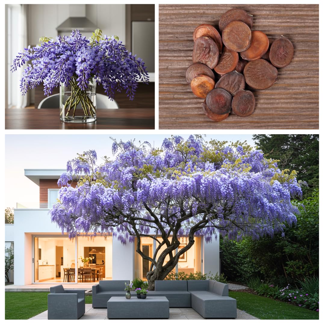 Purple Wisteria Tree Seedling – 1-Year-Old Well-Rooted Blooming Vine Plant – Fast-Growing Climbing Tree for Trellises, Pergolas, or Garden Landscaping