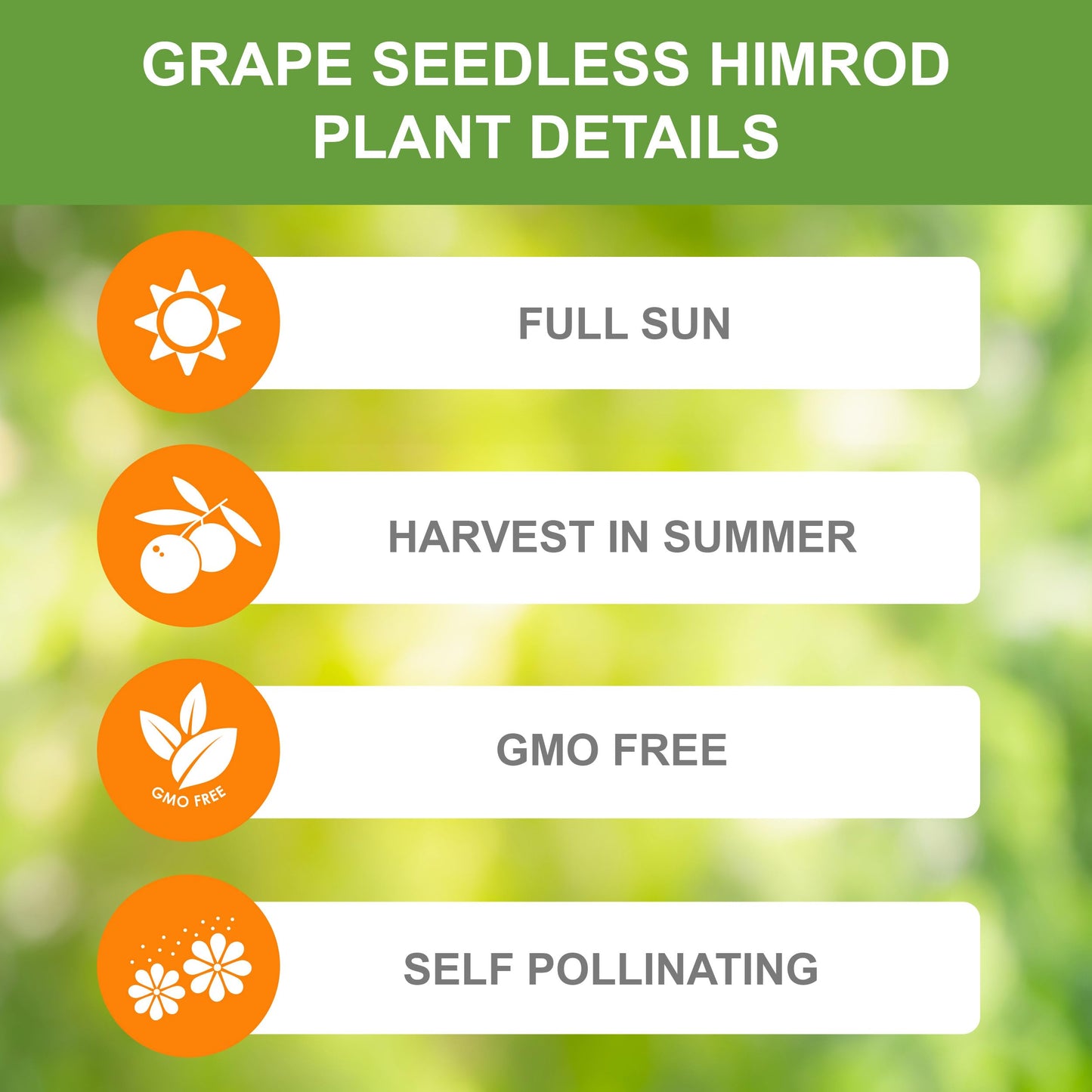 Garden State Bulb Himrod Seedless Grape Bare Root for Planting, Non-GMO, Spring Planting (Bag of 2)