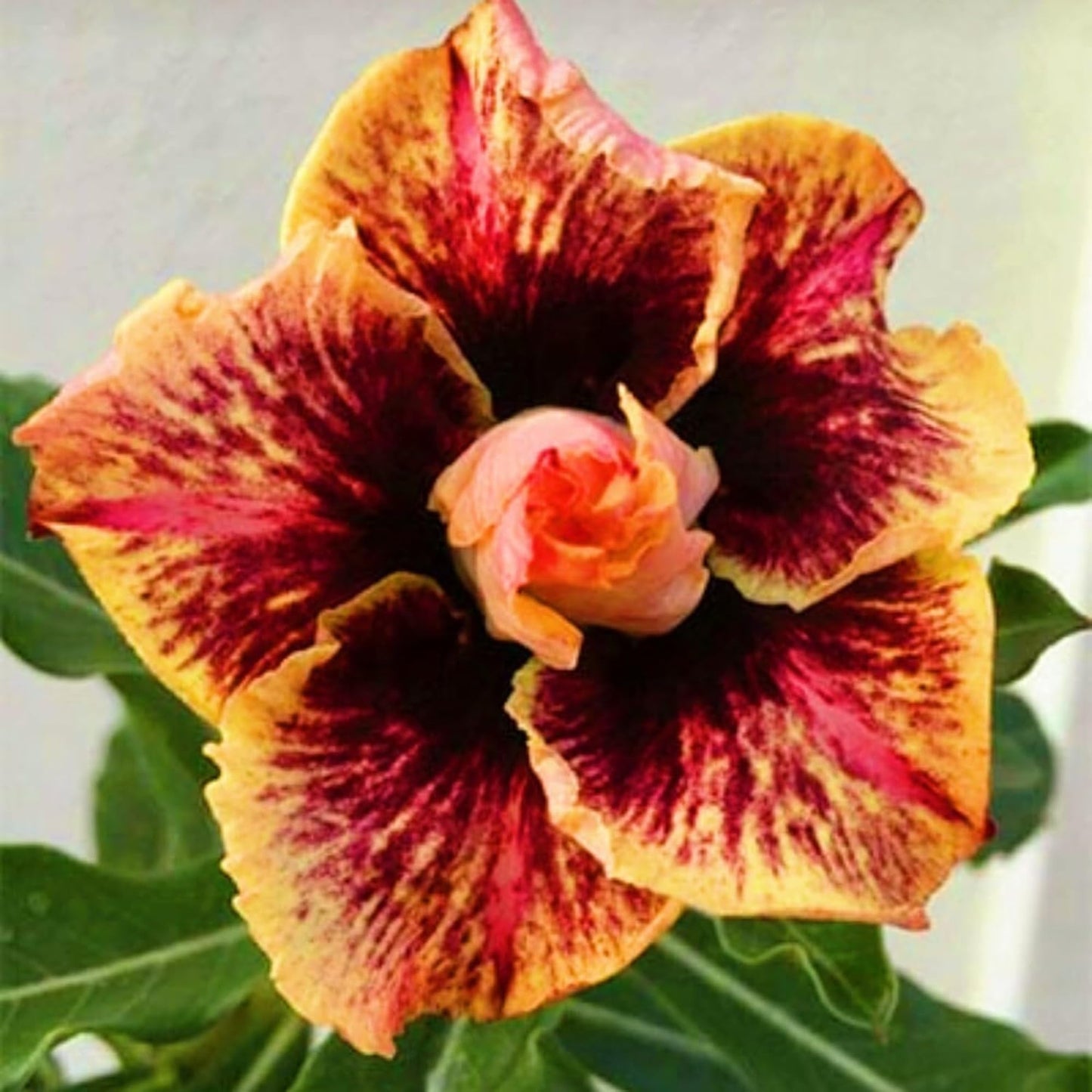 4 Burning Flame Desert Rose Seeds Adenium Flowers Flower Perennial