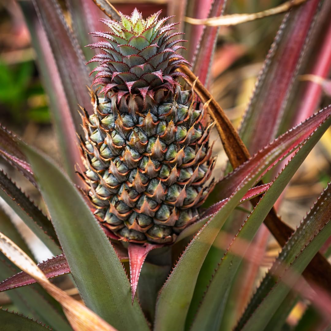 Set of 2 Live Elite Gold Pineapple Plants, 4–7 Inches Tall, Tropical Fruit Plants, Well-Rooted, Ready to Grow, Suitable for Outdoor Garden or Containers
