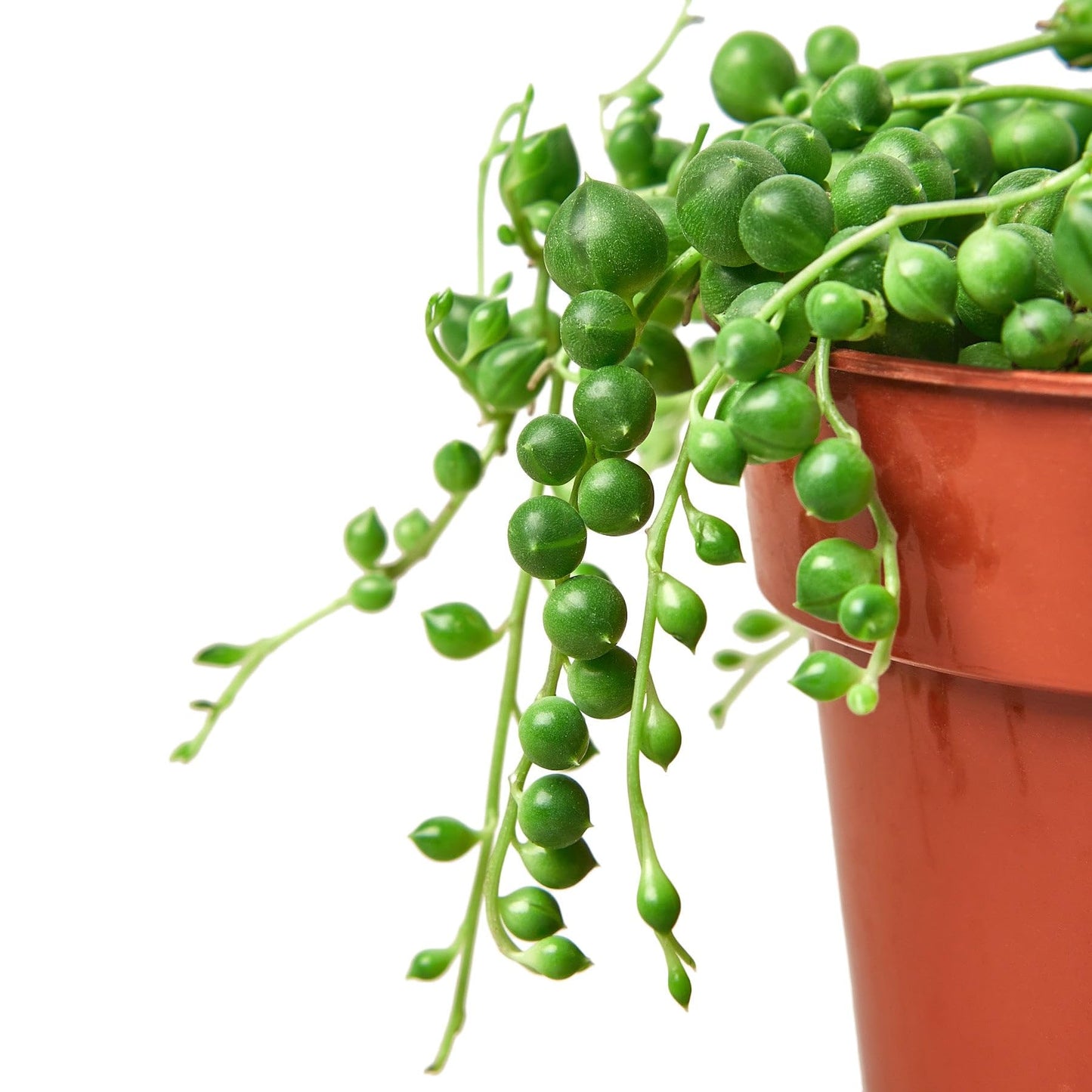 Succulent 'String of Pearls' | Live Plant for Indoor & Outdoor | for Living Room, Office, Bathroom | (4" Pot)