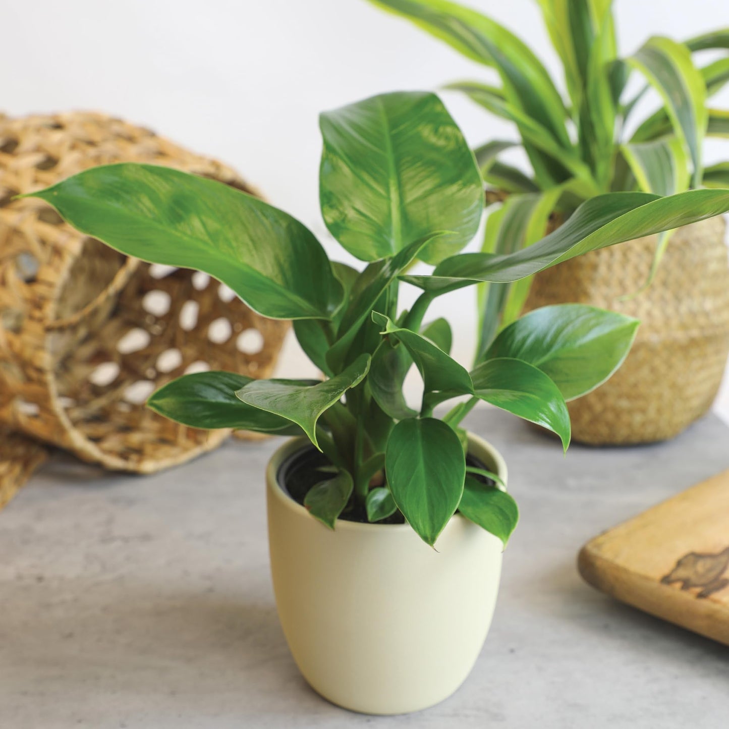Essential Houseplant Collection (4PK) in 4.25" Grower Pots, Easy Air Purifying Plant Pack with Pothos, Syngonium, Philodendron, & More Popular Live Houseplants for Beginners by Plants for Pets