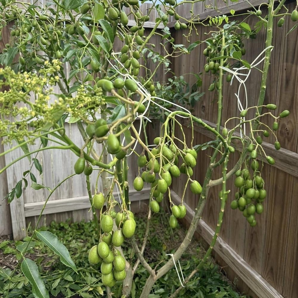 Live June Plum Plants 2-3 Feet Tall in 1 Gallon Pot, June Plum Plants Live, Well-Rooted Tree for Garden Planting