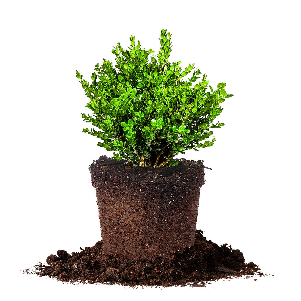 Perfect Plants wintergreen bush boxwood, 1 gallon, Includes Plant Food