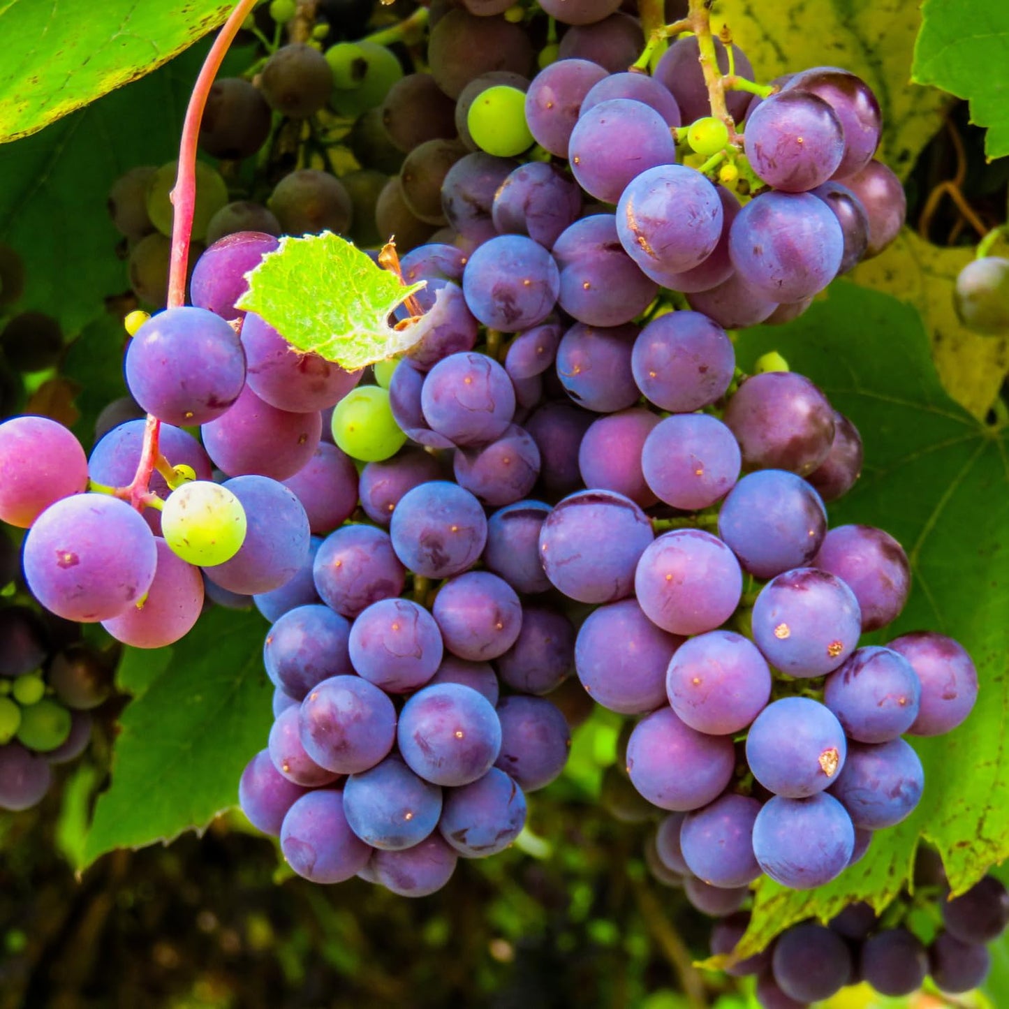 Blue Black Grape Vine, Cold Hardy Grape Tree Live Plant, 1-2 Year Old, Sweet Fruit Trees