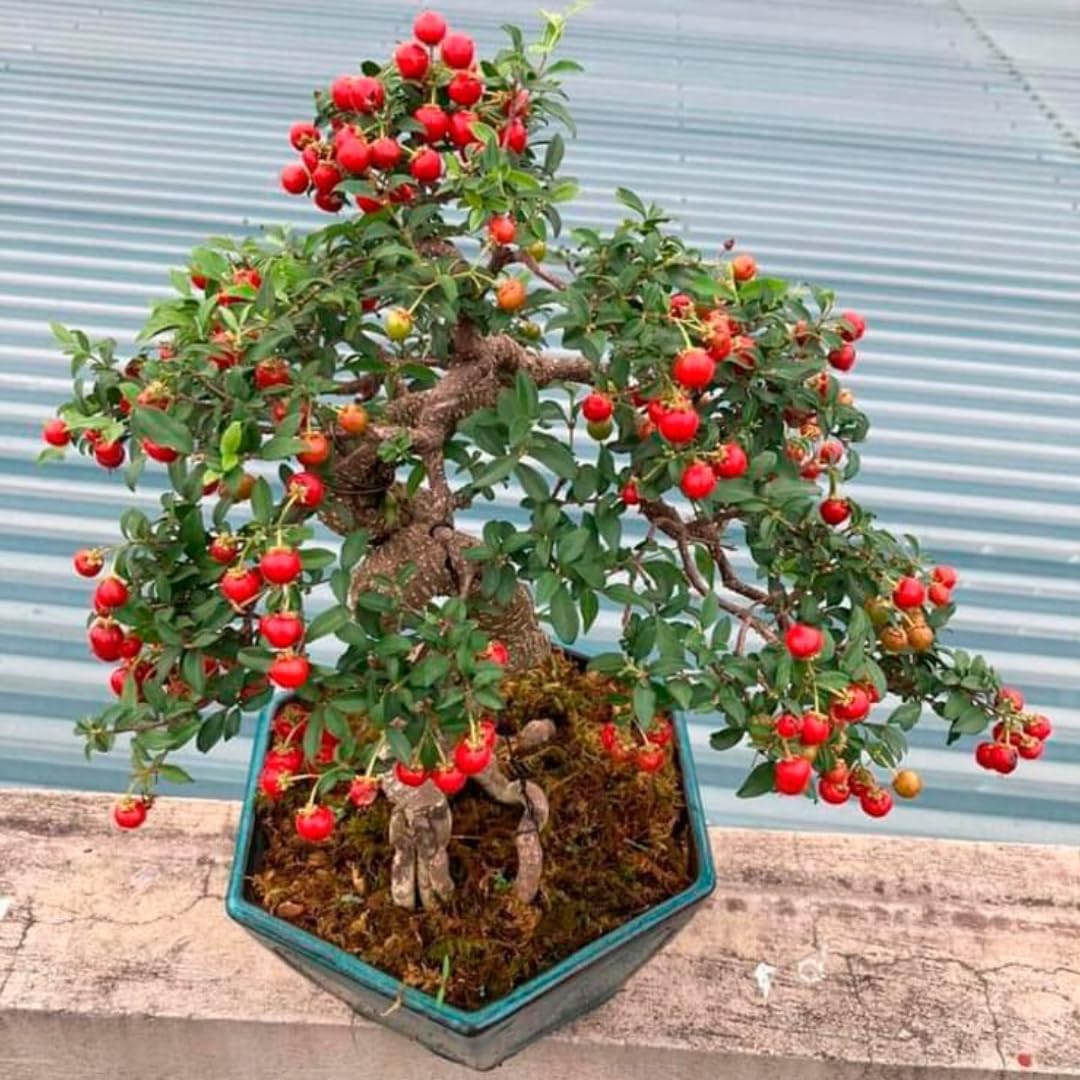 4 Barbados Cherry Trees Live Plants, 4-7" Tall Fast-Growing and High Yielding Sweet Fruit, Edible Fruit Bearing Tree for The Patio and Garden, No Pot