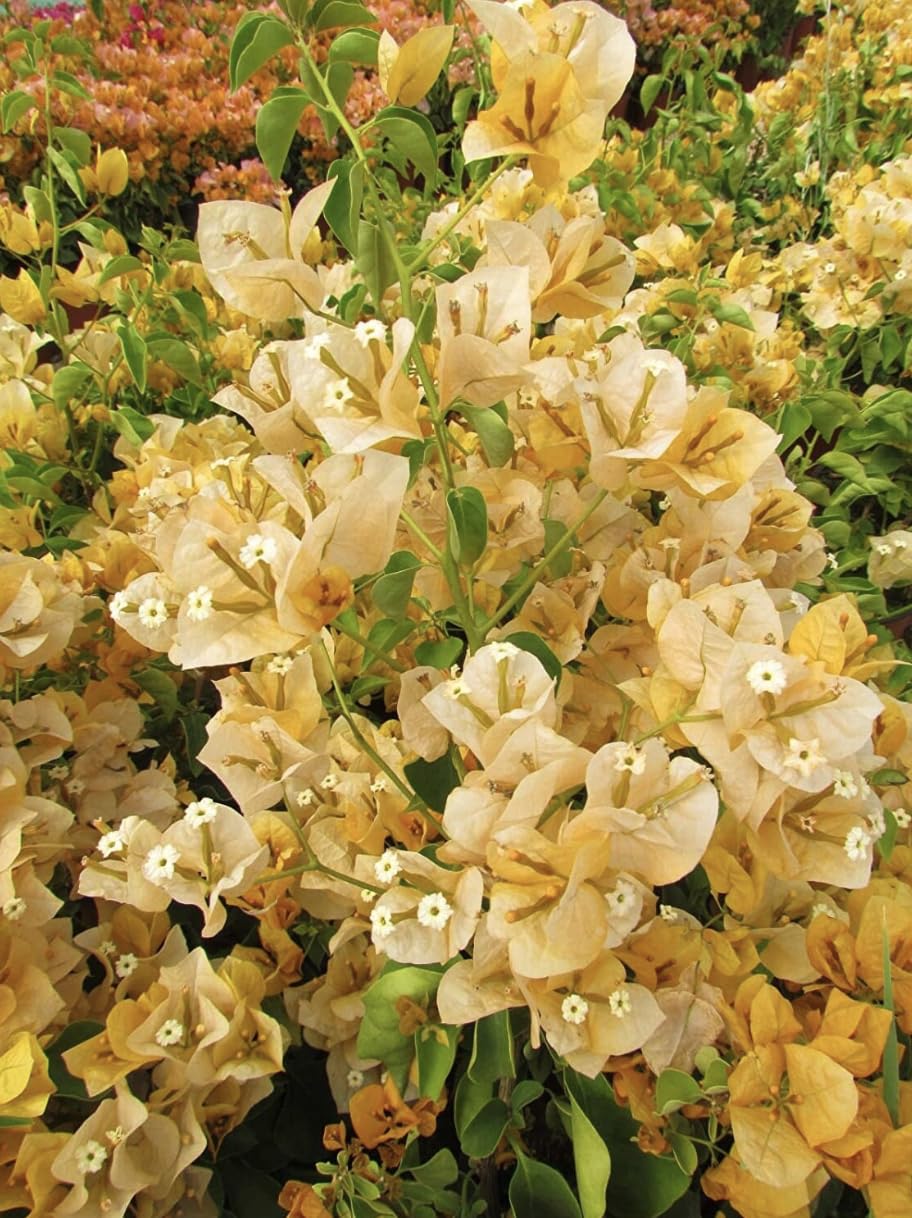 Yellow Bougainvillea Live Plants - 2 (Two) California Gold Bougainvillea 4 to 6 Inches Starter Plants - Live Bougainvillea Plants - Live Flower Plants
