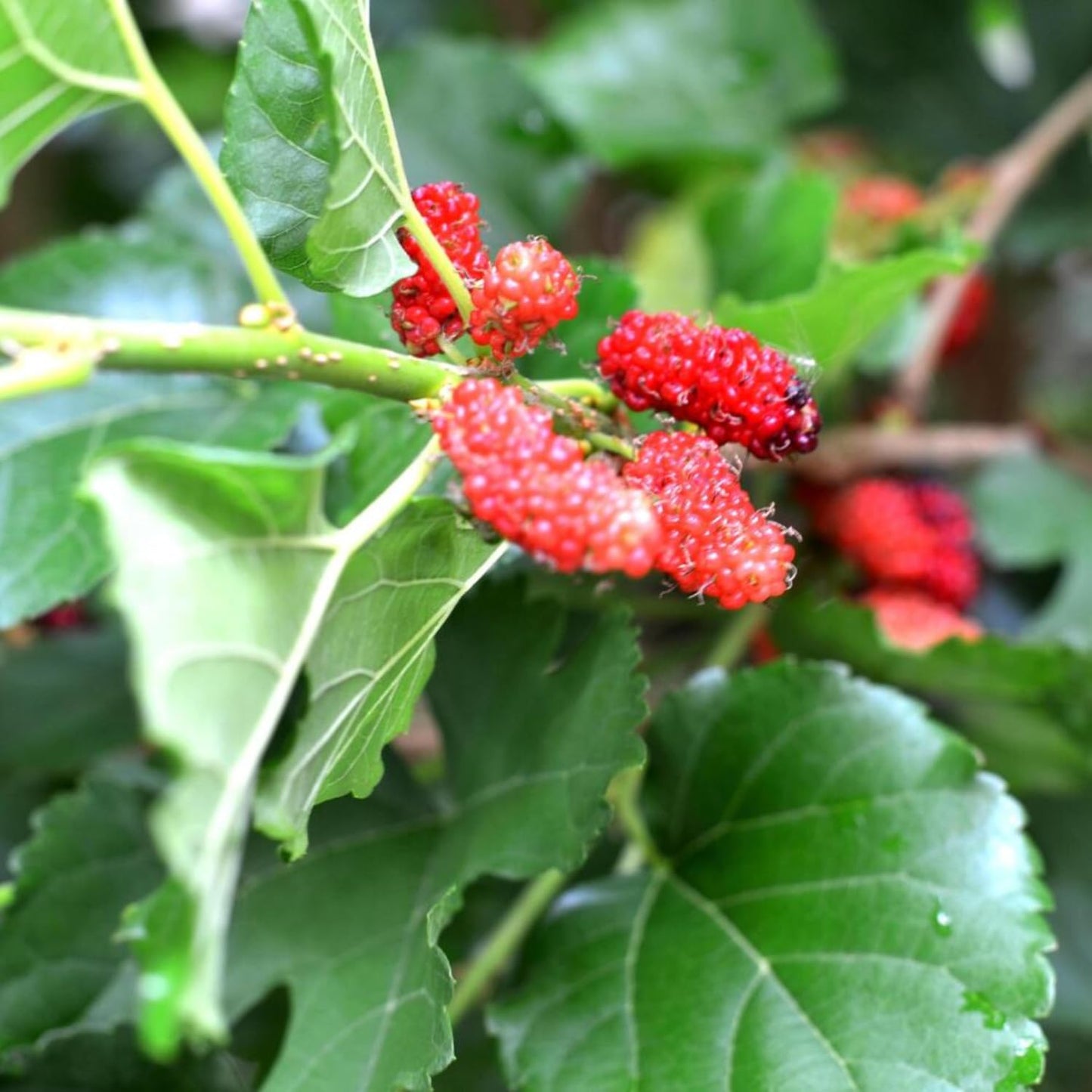 2 Red Mulberry Plants Live, 5-9 Inch Tall, Mulberry Fruit Trees Live Plants, Mulberry Seedlings