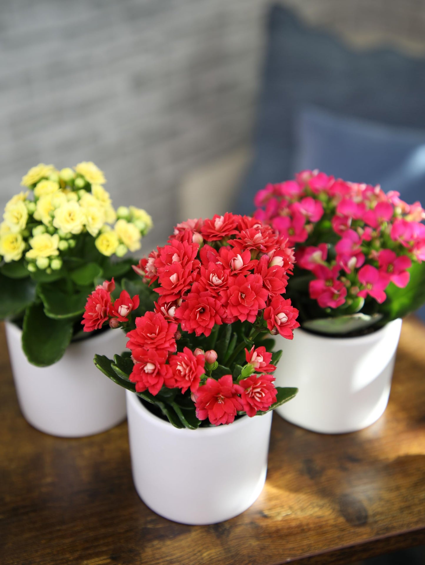 Kalanchoe Flower Plants 3PK in White Pots, Desk Plant Decor, Live Succulent Gifts for Plant Lovers Gift Ideas, Kalanchoe Plants Live Houseplants, Live Succulents Plants Live Flowers by Plants for Pets