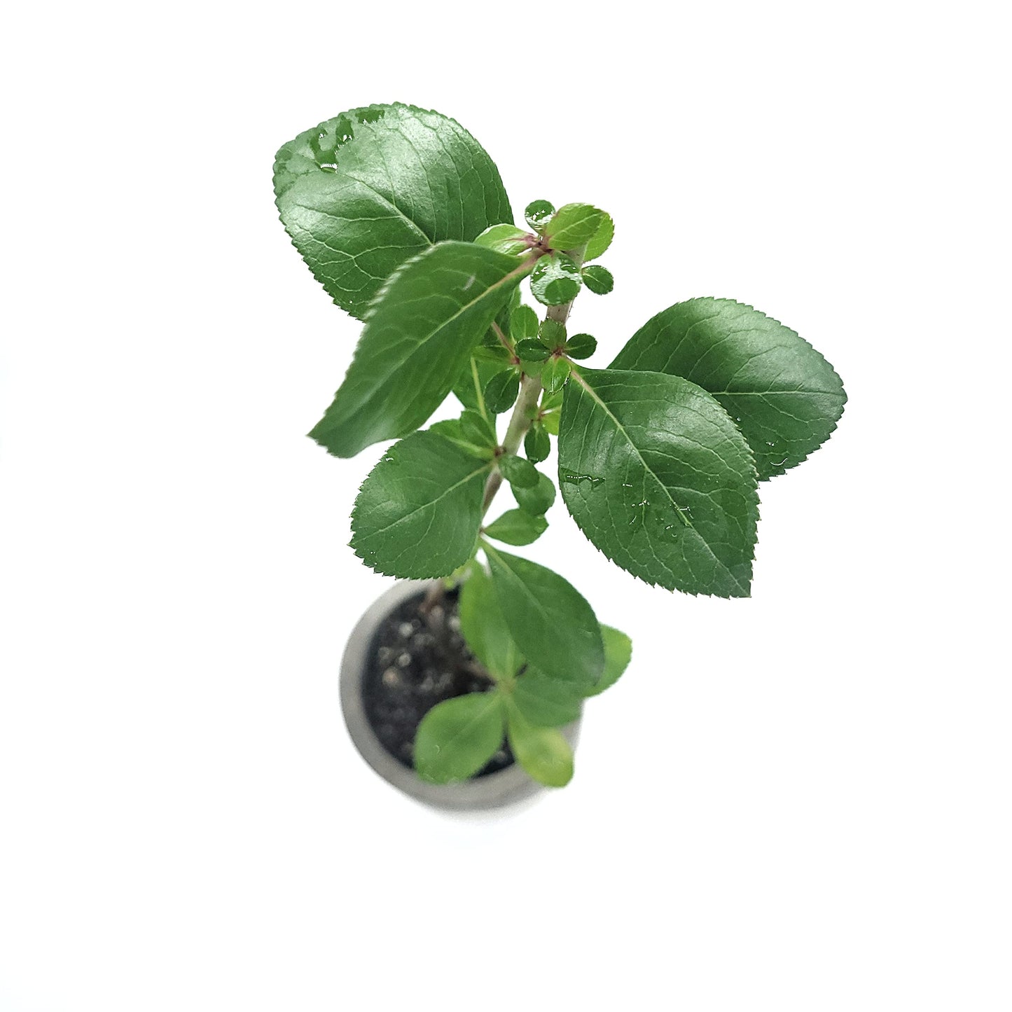 Pink Escallonia Fradesii | Live Plant One Stem 2" Pot Starter Plant | California Grown