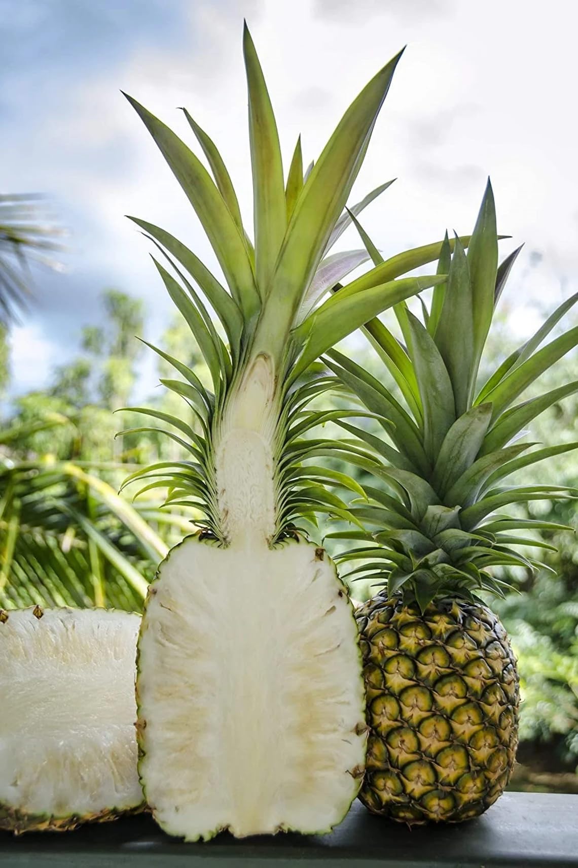 2 Pineapple Kauaʻi Sugarloaf Plants - Live Rooted Starters (4-6 Inches) - Rare White Flesh Variety with Edible Core - Low Acid Sweet Tropical Fruit