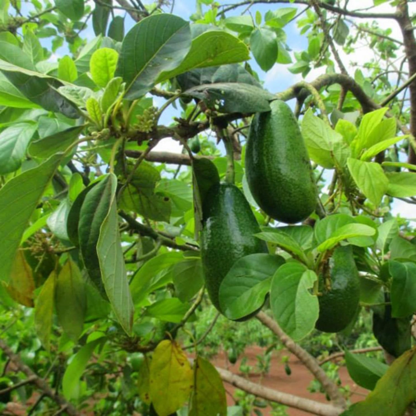 HASS Avocado Tree Live Plant, Avocado Fruit Tree 1-2 feet in 3 Gallon, Outdoor Planting, No Ship to CA