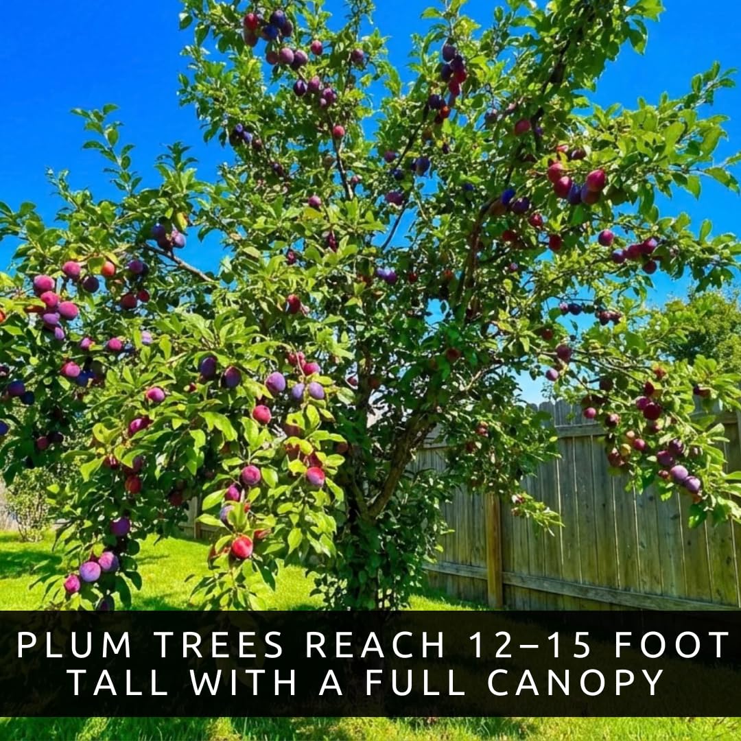3 Pack Live Plum Trees – Sweet Juicy Fruit, Hardy Fast Growing Fruit Trees, Outdoor Garden & Backyard Orchard Plants