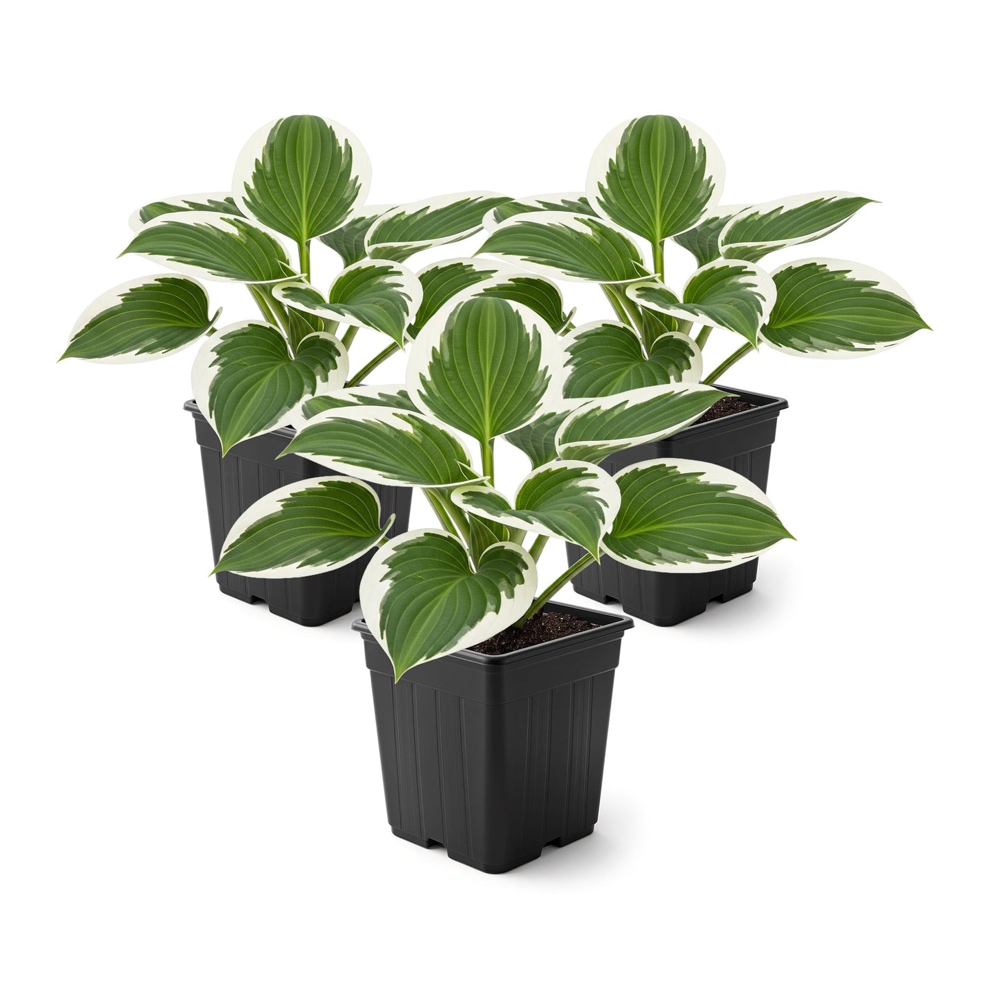 Live Perennial Hosta - Patriot (3 Plants Per Pack) Beautiful Accent Plant, 10" Tall by 4" Wide in 1 Qt Pot
