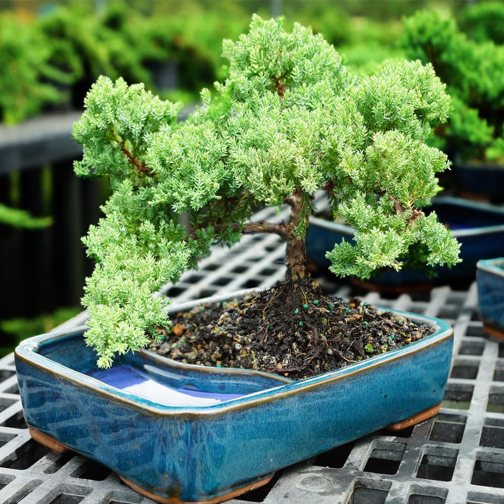 Brussel's Bonsai - Live Green Mound Juniper Bonsai Tree with Water Bonsai Pot, Outdoor Bonsai Tree Live Plant, 5 Years Old, 6-10 Inches Tall, Easy Care Bonsai for Patio Garden (Medium)
