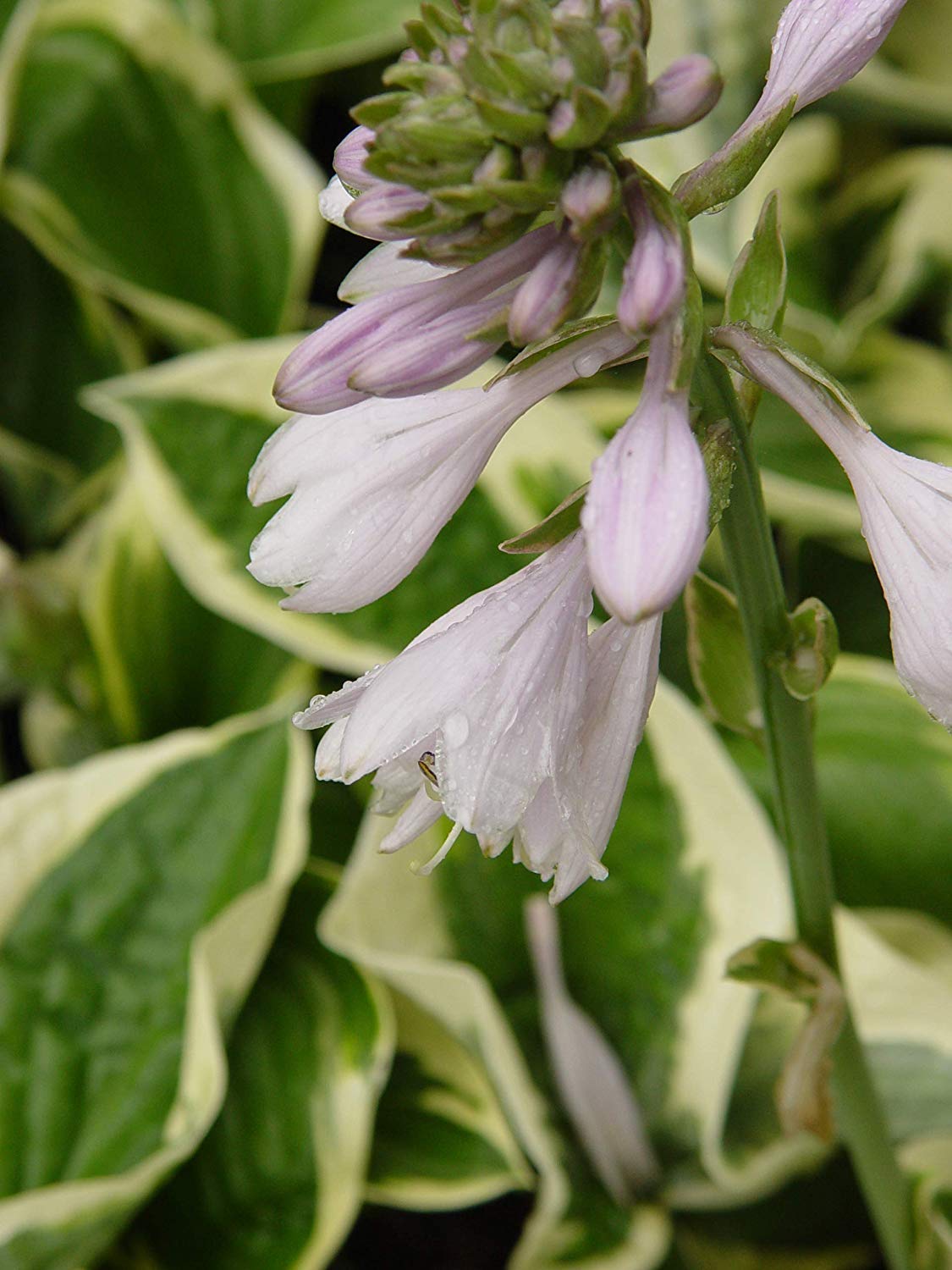 Hosta 'Patriot' (Hosta) Perennial, 1 - Size Container