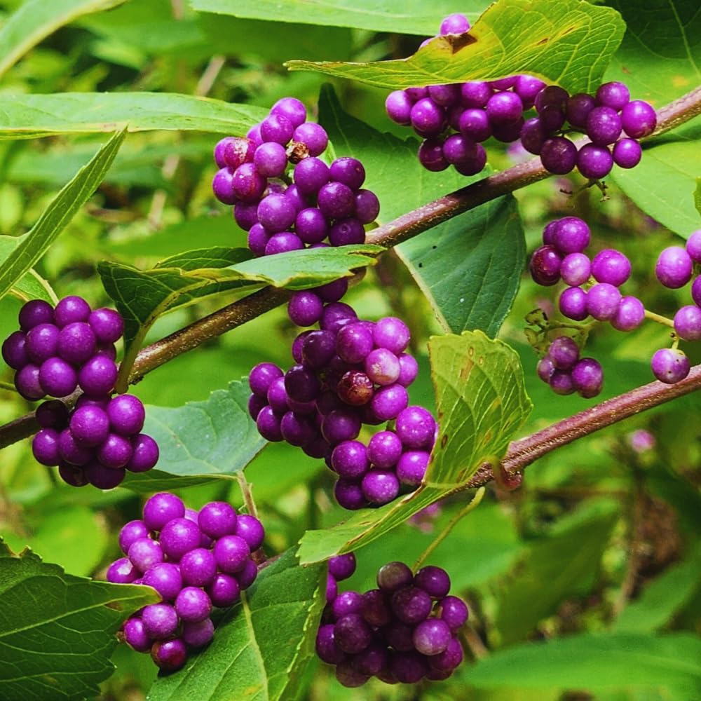 American Beautyberry Plant Live, Hardy Purple Beautyberry Live Plant, Flower Bush Shrub Berry Plants, 4 Inc Pot, Home Gardening