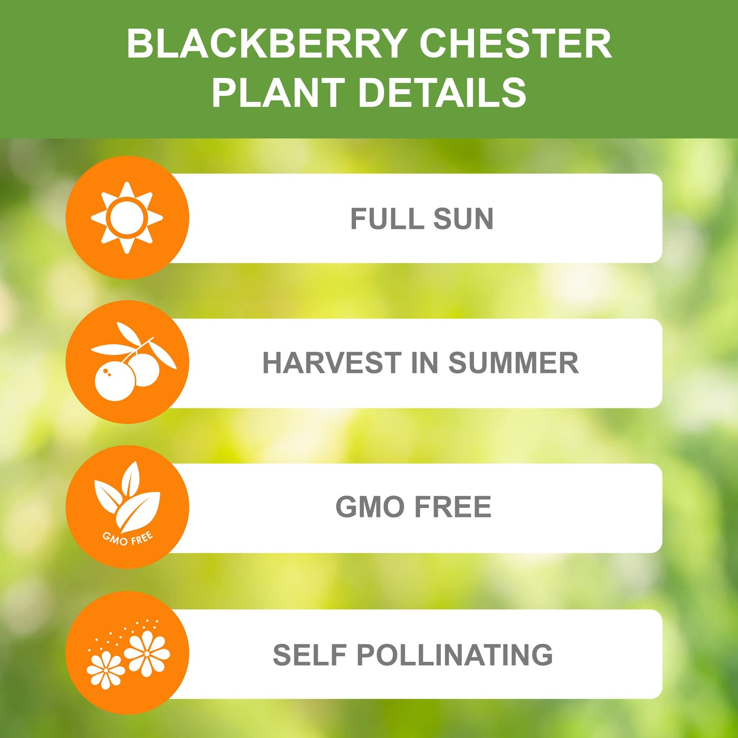 Garden State Bulb Chester BlackBerry, Bare Root, Non-GMO, Spring Planting (Bag of 2)