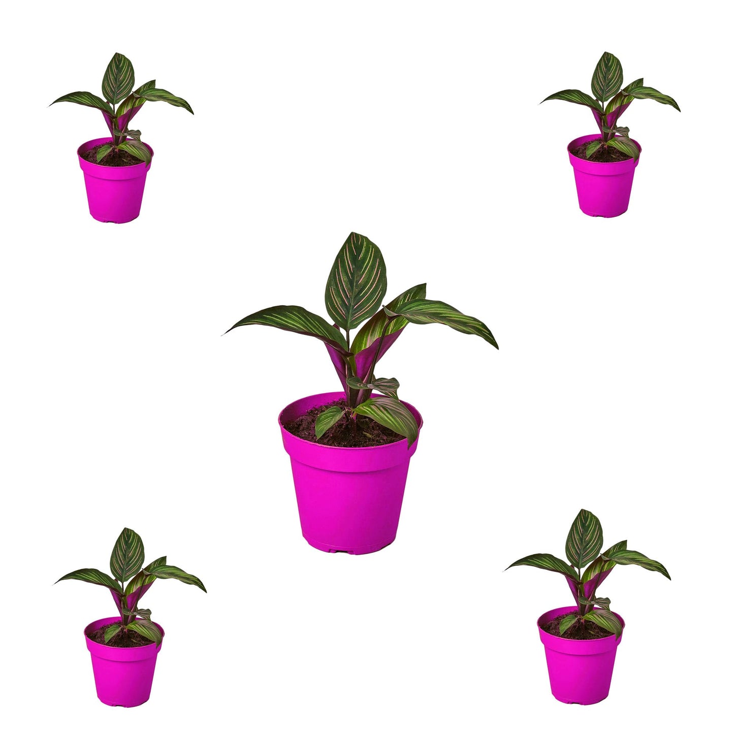 5 Pack Calathea 'Beauty Star' in 4in Pot - Live Plants Tropical Houseplants | Variegated | USA Growers | The Snobby Leaf