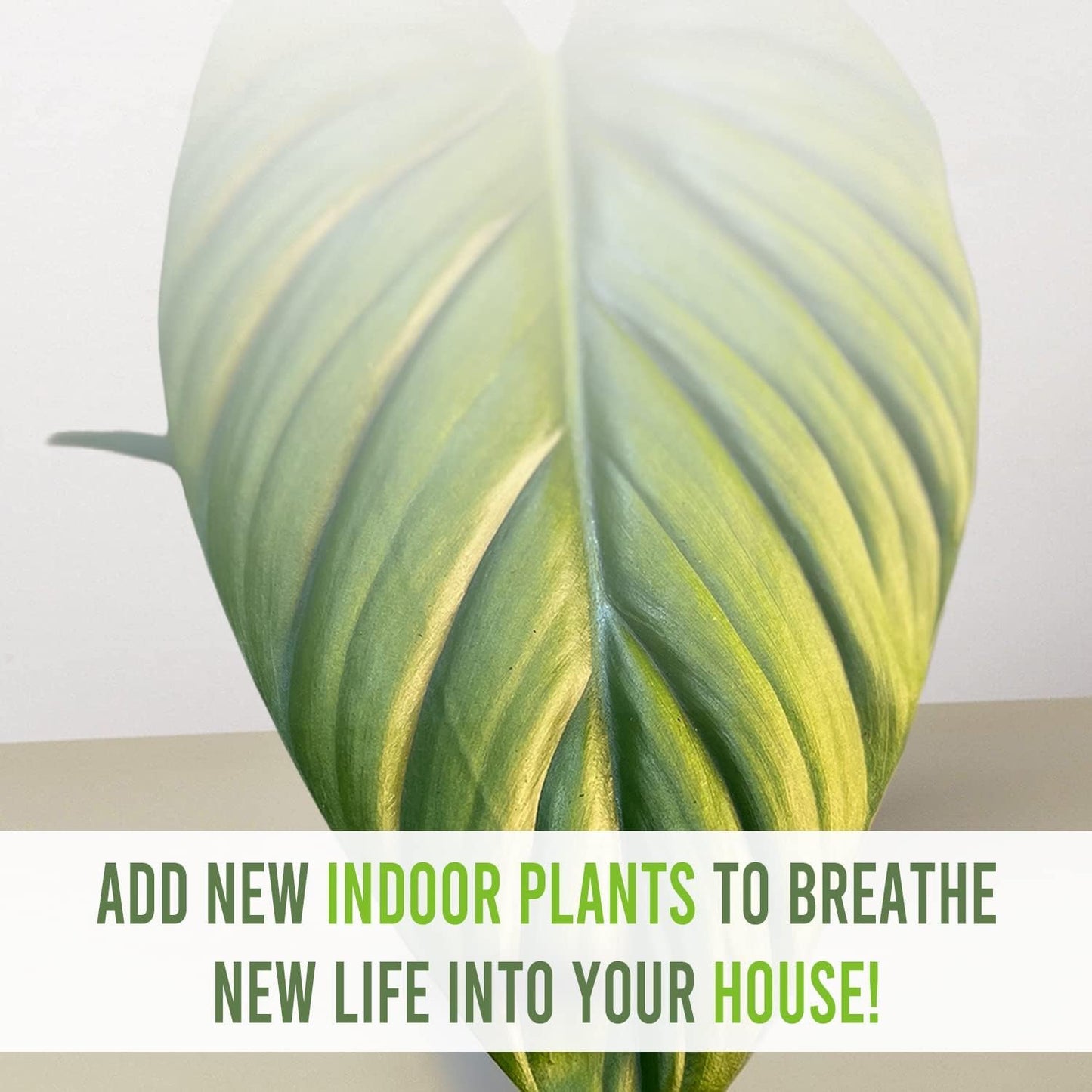 LEAL PLANTS ECUADOR Anthurium Pallidiflorum,Syngonium Pink Schott, Philodendron SP Colombia (Pack of 3) Live Plants Perfect for Indoor & Outdoor