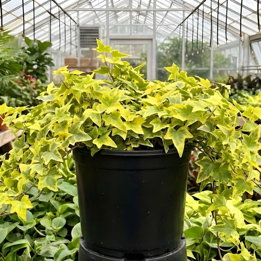 Gold Child Ivy Plant Live in 6 Inch Pot | English Ivy Live Plants | Trailing & Climbing Easy-Care Ivy Houseplant | Real English Ivy Plant for Pots, Shelves & Hanging Displays