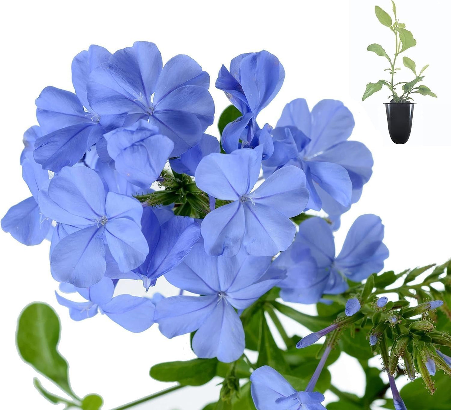 Plumbago Imperial Blue Plants | 3 Live Seedlings | Plumbago Auriculata | Perfect for Bright Garden Displays | Hardy & Low Maintenance