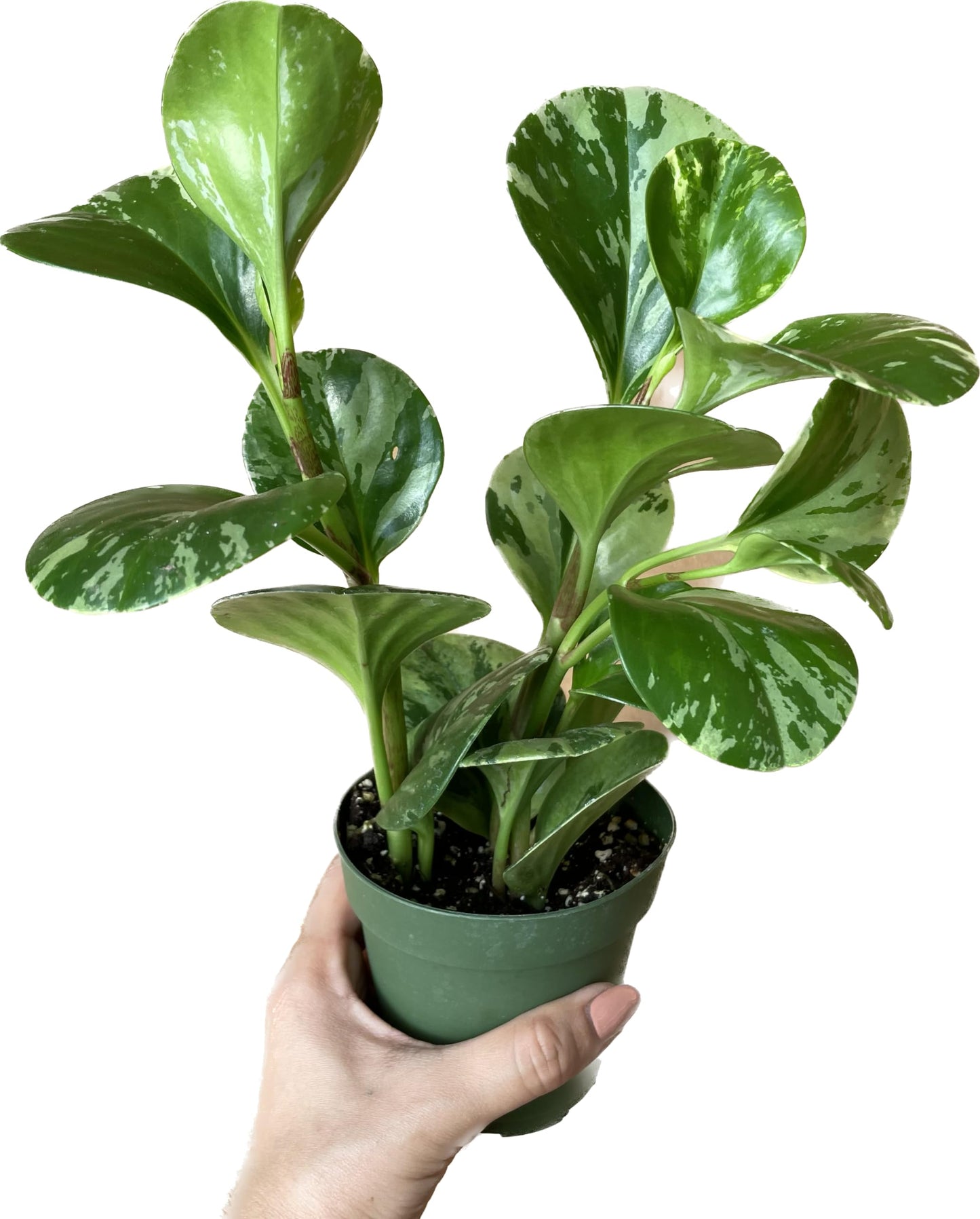 Live Rubber Plant - Peperomia Marble - Peperomia Obtusifolia Marble Variegated - Available in 3", 4", and 6" Pots - CA Seller - Ideal Gift for Home, Office - Peperomia Live Plant (4" Pot)