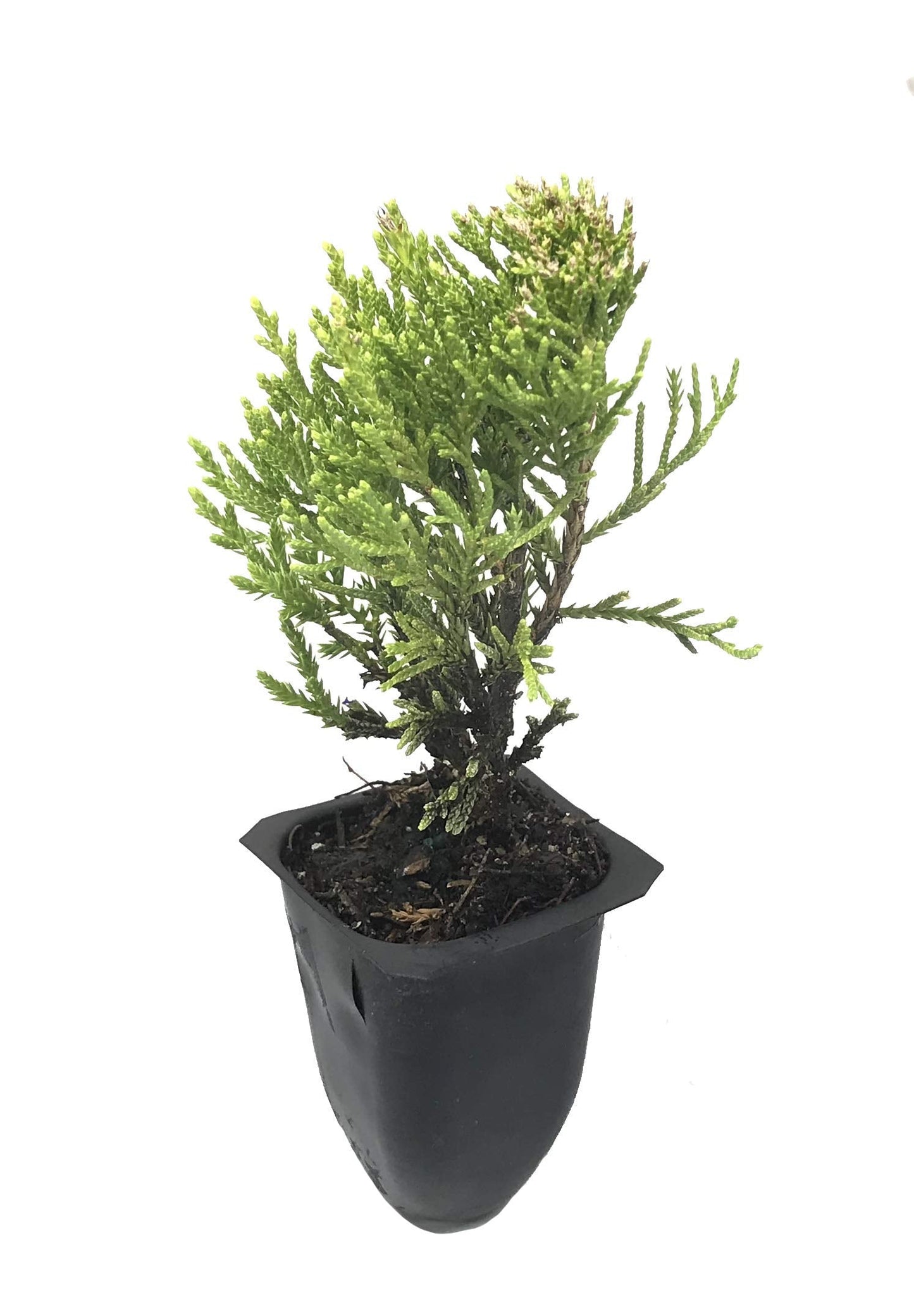 Sea Green Juniper - 3 Live Plants - Juniperus Chinensis - Hardy Evergreen Privacy Screen