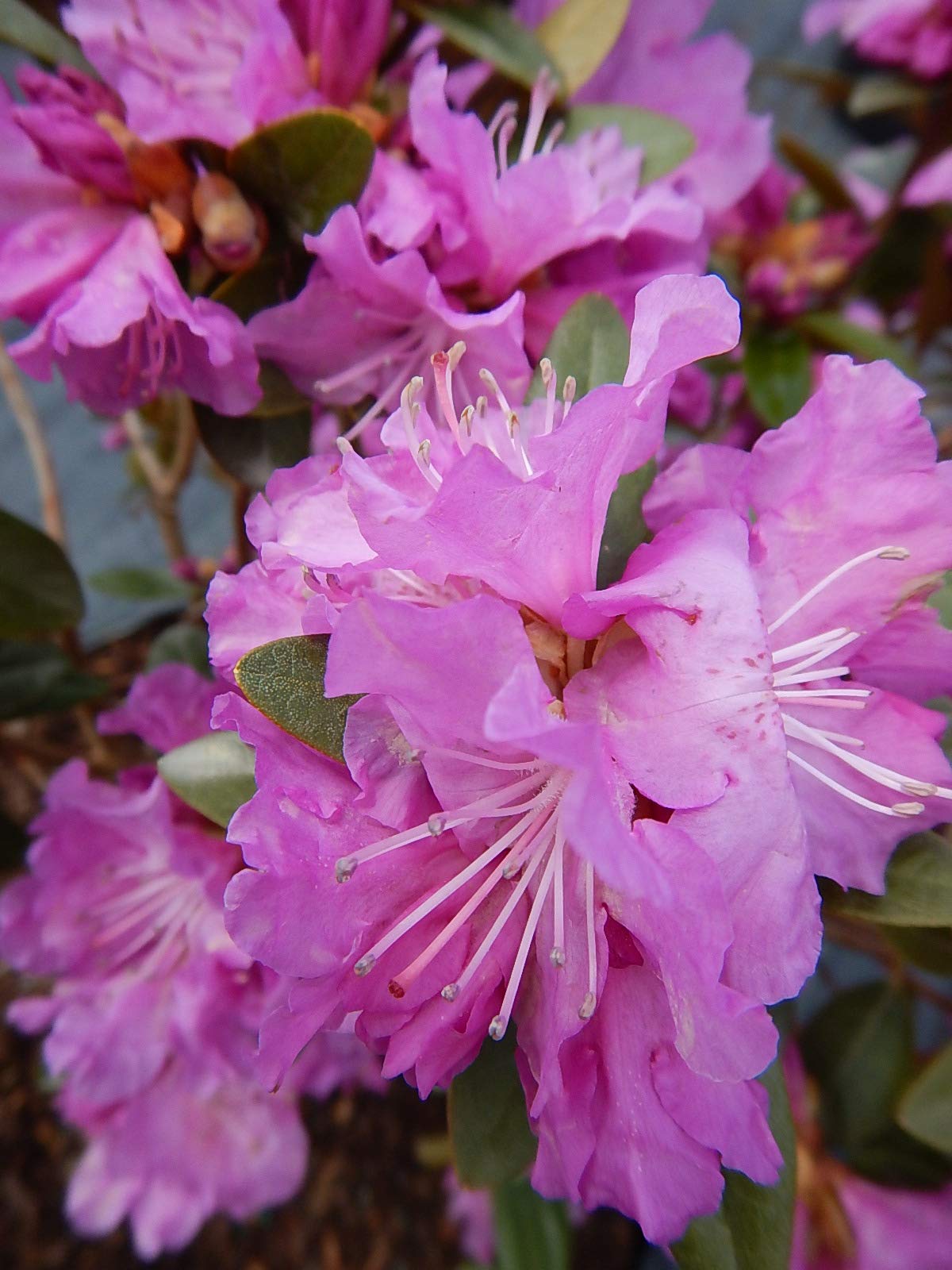 Live Plant, Rhododendron X `PJM Elite` Evergreen Lavender Flowers, 3-Gallon Fully Potted Plant Bush from Green Promise Farms