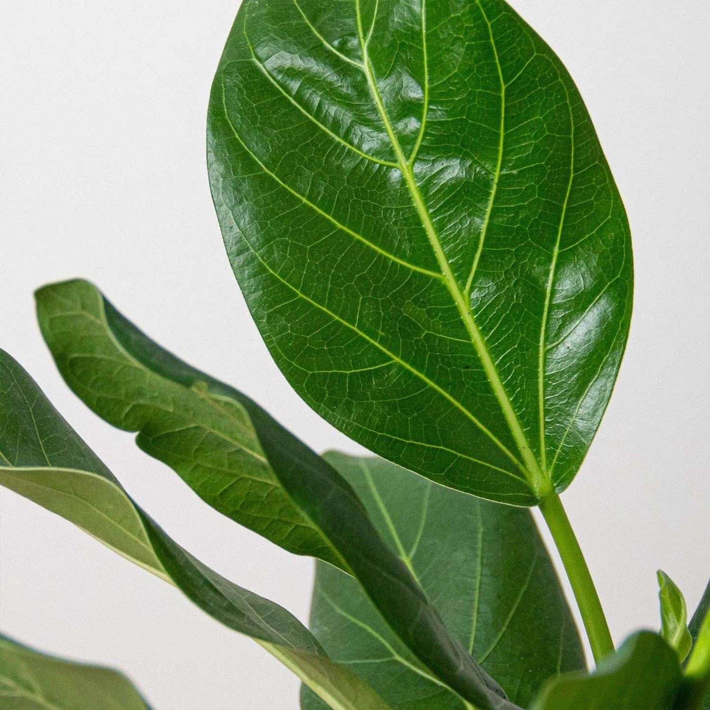 Ficus Elastica Audrey Live Plant for Indoor | Different Houseplants in 4'' & 6'' Pot | Real House Plant for Living Room, Office, Desk & Bathroom | Ficus Elastica Audrey
