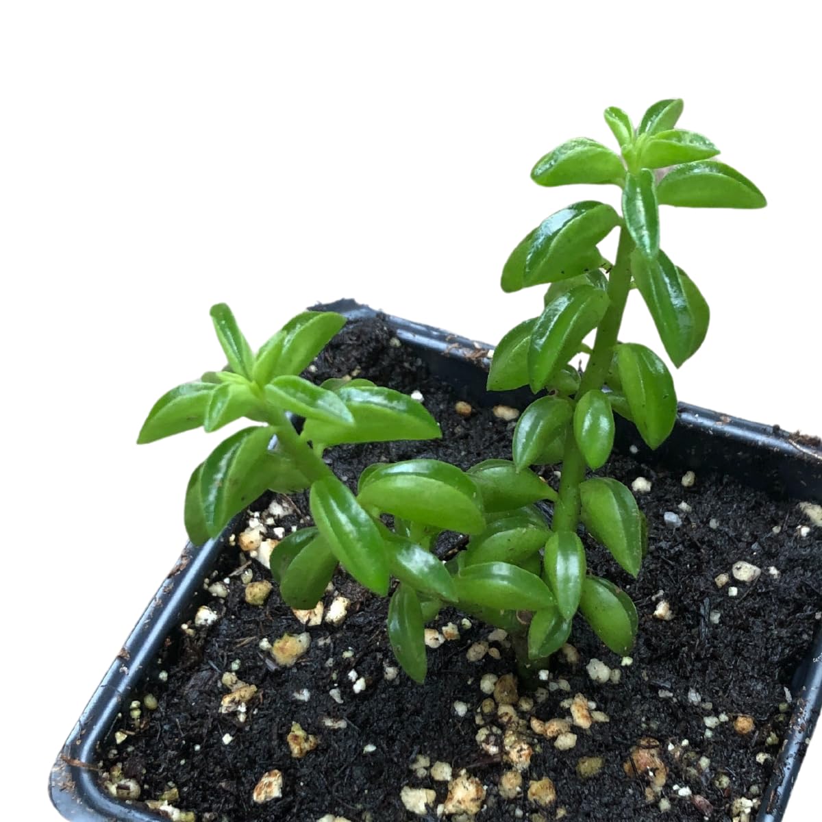 Smoke Camp Crafts Live Organic Succulent Taco Plant (Peperomia axillaris) in 2.5-inch Pot - Exotic House Plant for DIY Projects and Home Office Desk Decor