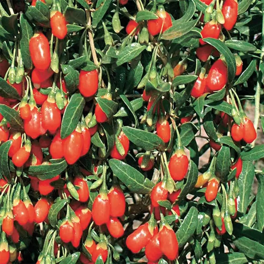 5-9" Tall Goji Berry Plant Live for Planting, Red Goji Berry Tree Live Plant, Well-Rooted