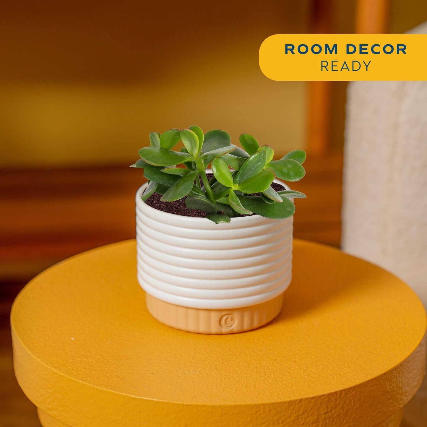 Costa Farms Jade Live Plant in Decorative Pot, Succulent Indoor Houseplant, Perfect for Home, Room, or Office Decor, Great House Warming or Birthday Gift, 4-6 Inches Tall