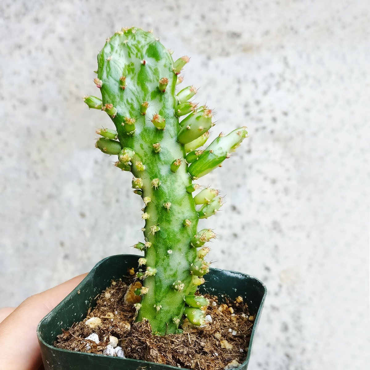 Variegated Joseph's Coat Cactus (2 inch)