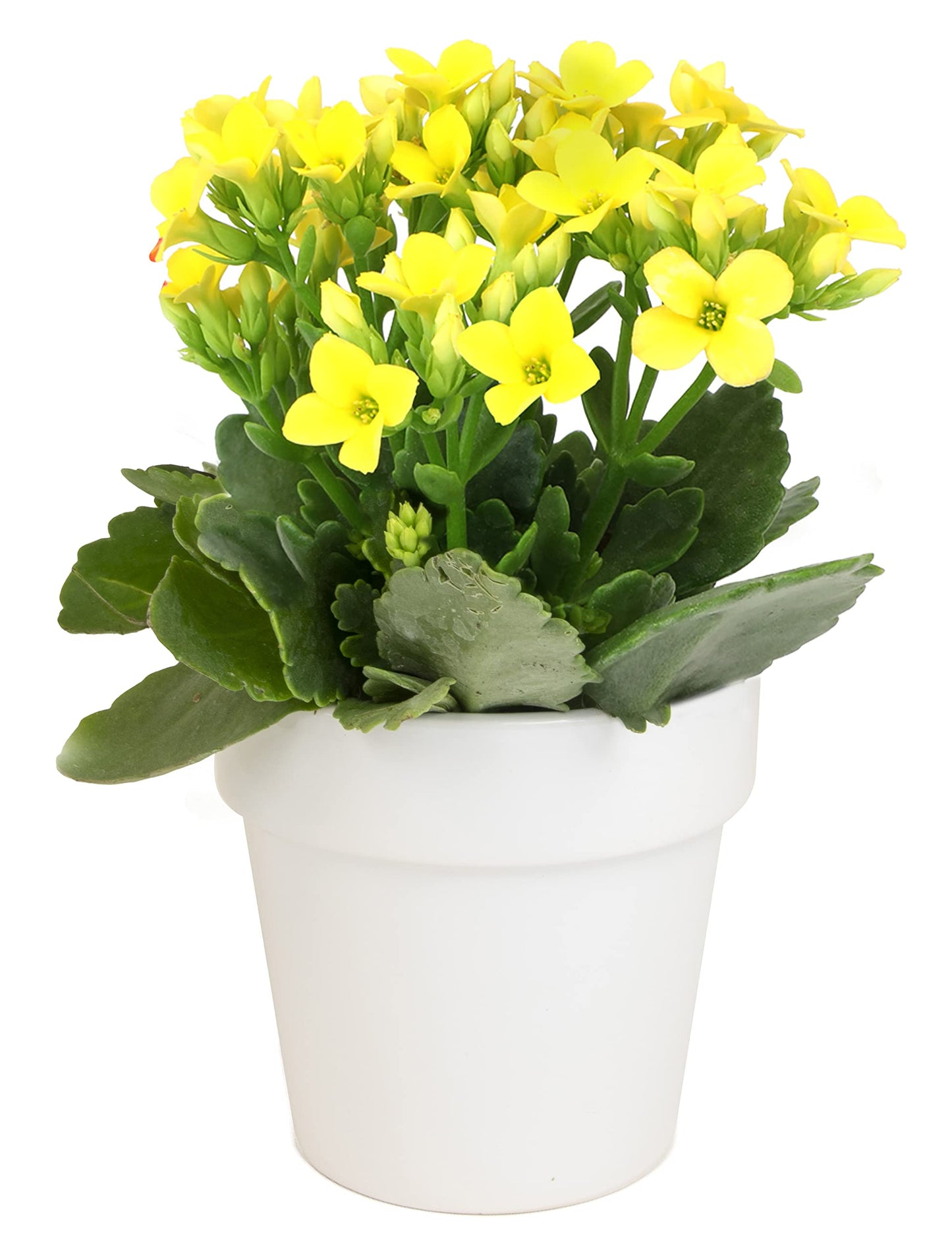 Kalanchoe Plant Succulents Plants Live Houseplants in White Planter, Live Succulents Live House Plants, Succulent Plants Live Plants Indoor Plants, Live Succulent Plant Lover Gifts by Plants for Pets