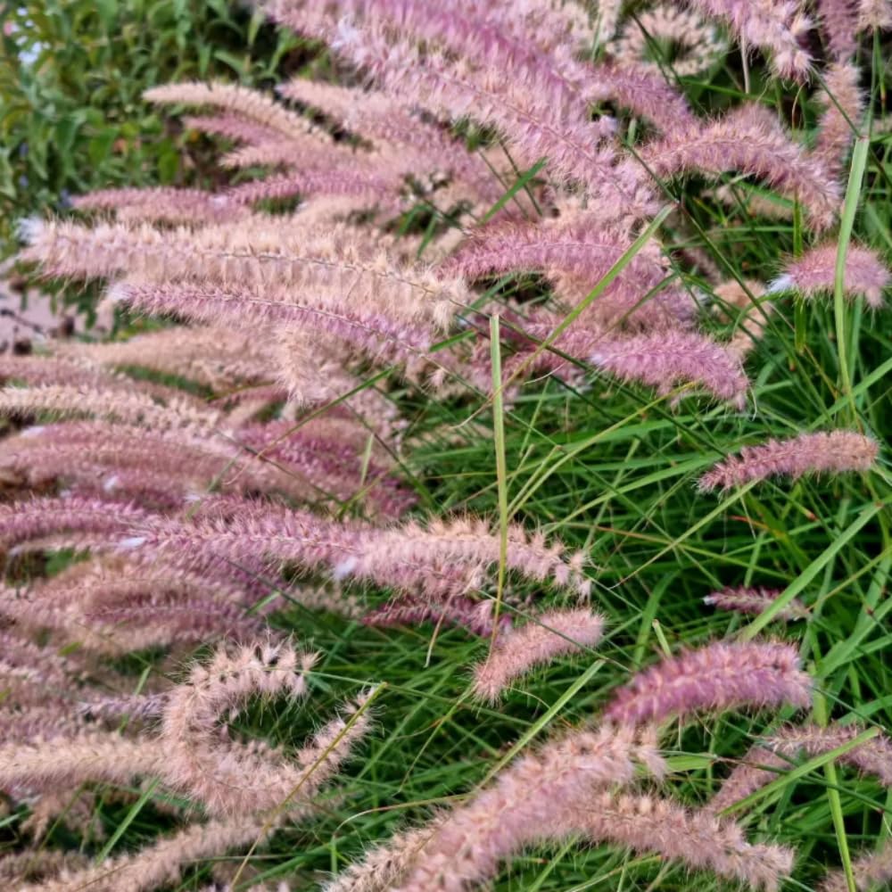 Set 3 Fountain Grass Plants Live Clumps for Planting Your Garden, 4-8 Inch Tall, Ornamental Grasses Live Plants Perennial (Rose Fountain Grass)