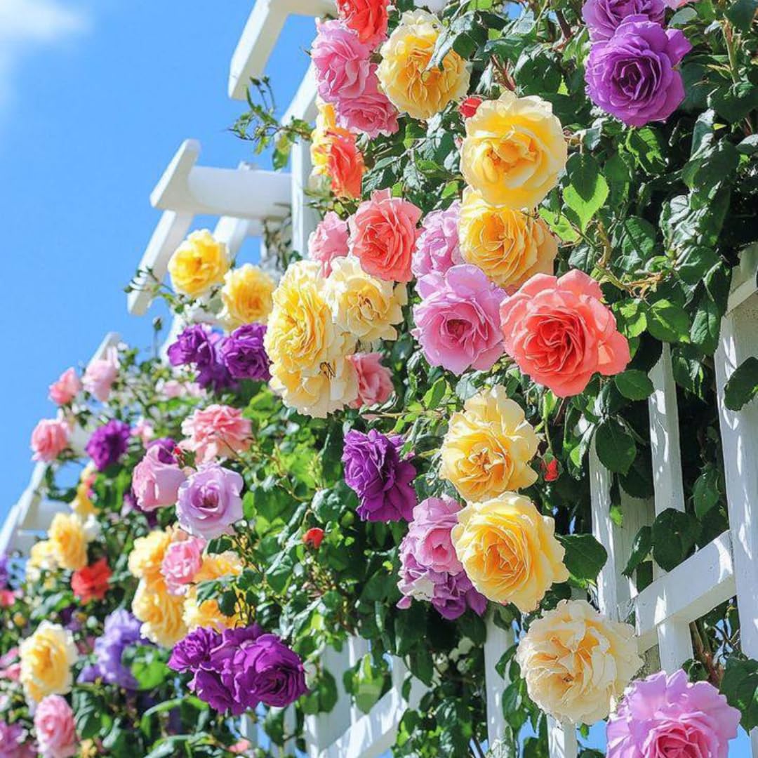 Single Color Random Climbing Rose Live Plant, Fragrant Rose Bush Ready to Plants, Zone 5 to 9, Size 5 to 7 Inches and Bare Root