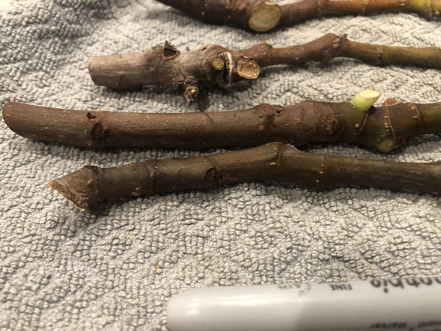 Live Plant - Fig Tree cuttings White Adriatic