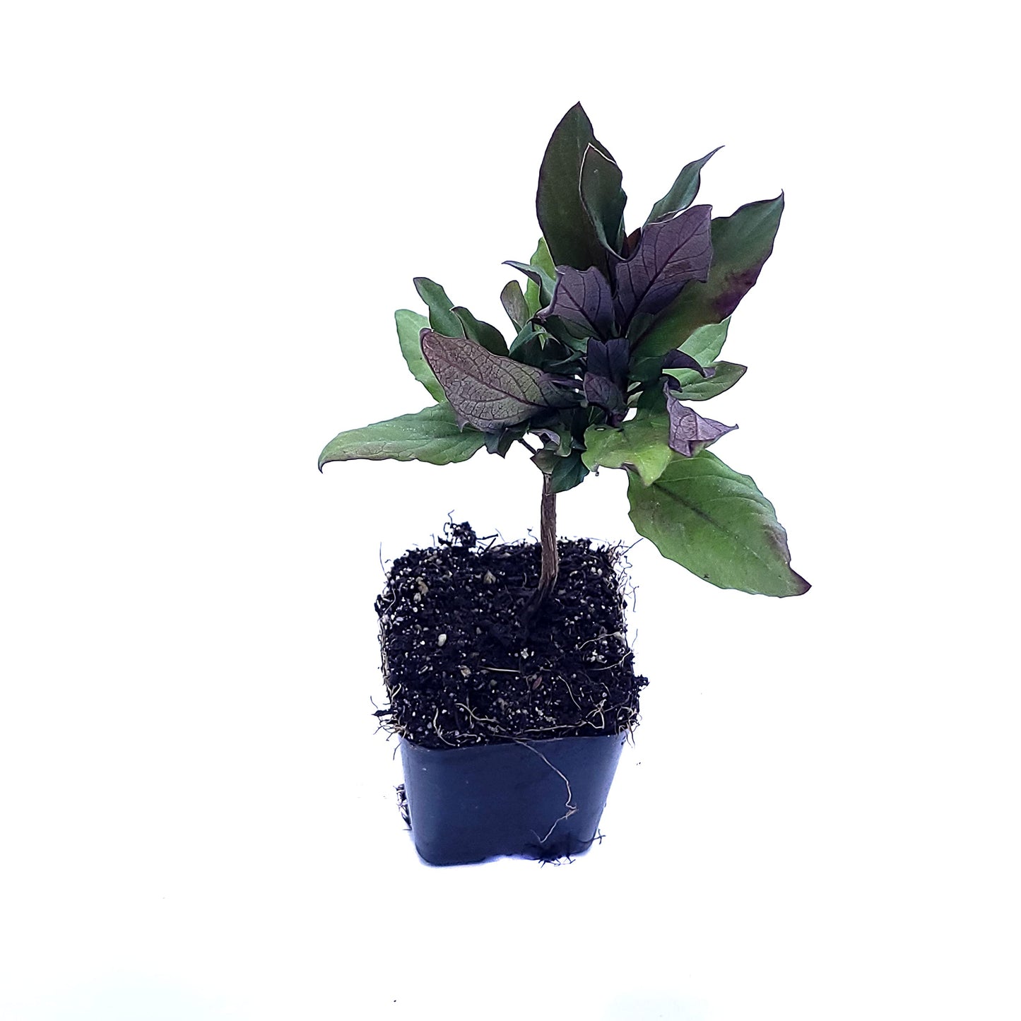 Honeysuckle Live Plant Lonicera Japonica One Starter Plant in 2" Pot | California Grown | Zones: 4–9
