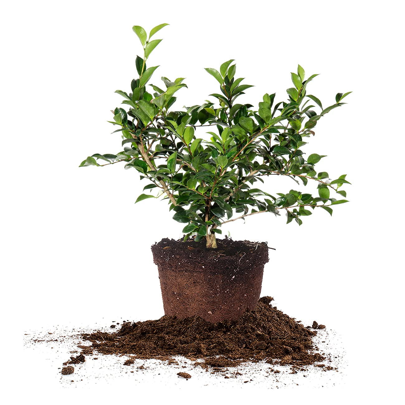 Perfect Plants Shi Shi Camellia Shrub 3 Gal. Pot | Camellia sasanqua 'Shishi Gashira' | Pink Flowering Plant | Small Outdoor Tree | Spring Blooming Flowers